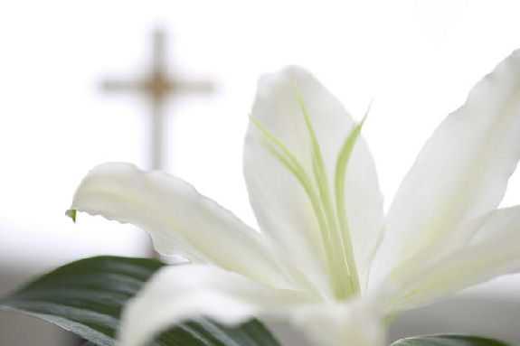 White Lilly & a Cross