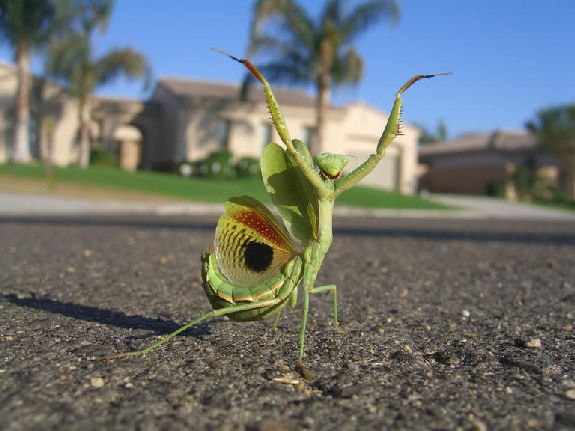 Praying Mantis with arms upraised