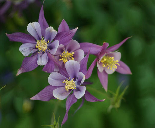 Dove-like Columbine wildflowers