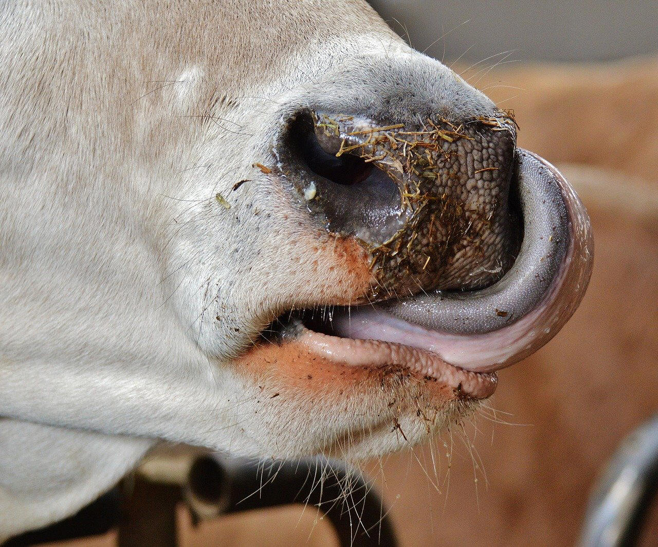 Cow licking its nose