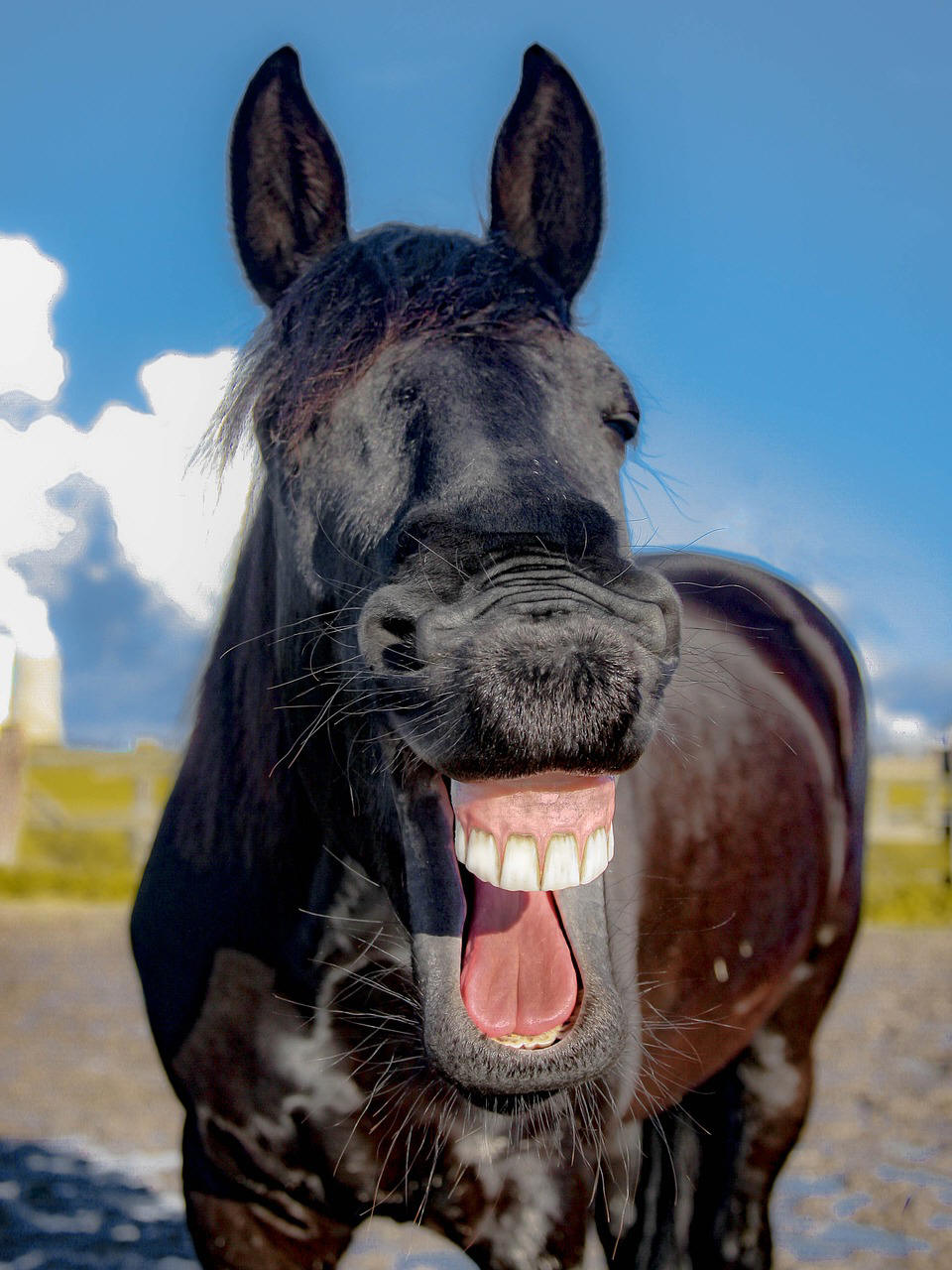 Laughing Horse