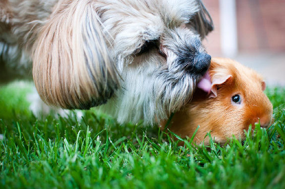 Dog Kissing a Guinea Pig behind the ear