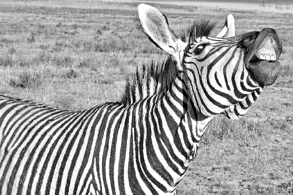 Laughing Zebra